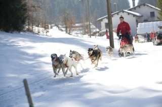  Sleddog Valscura 
